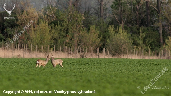 dvaja