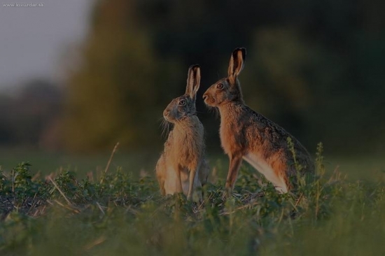 romantika pri zapade slnka