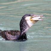 kormoran