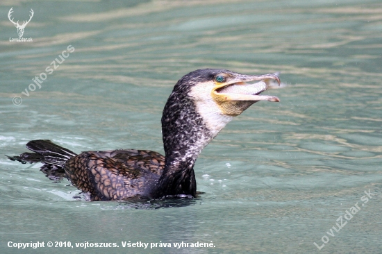 kormoran