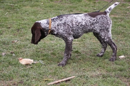Una z Potônskej lúky pri vystavovani komorovanej prepelice