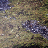 skupina kamzikov v pohori Simmental -Svajciarsko