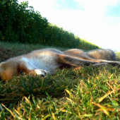 odisla do vacsnich lovisk