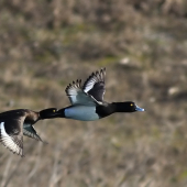 Naco mi to strkas do zadku??? :-D