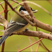 mal by som to odrezat