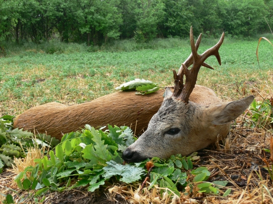 Keď už srnec tak ...