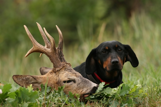 Moja ,,Zlatá,,a otcov ,,Zlatý,,