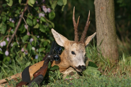 ,,Starý vidlák spod slivky,,