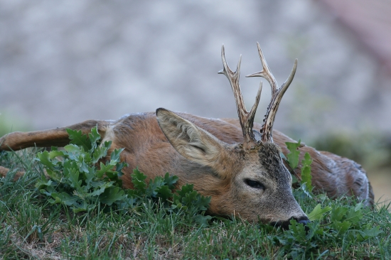 ,, Osmorák z konca ruje ,,