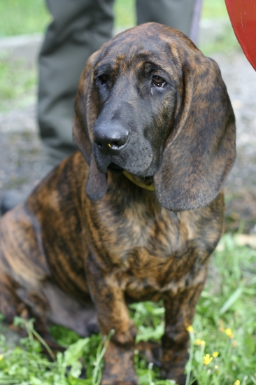 Bary z Borečského lesa