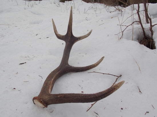 dnes idem hladať do pary