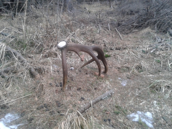 Pošťastilo sa......