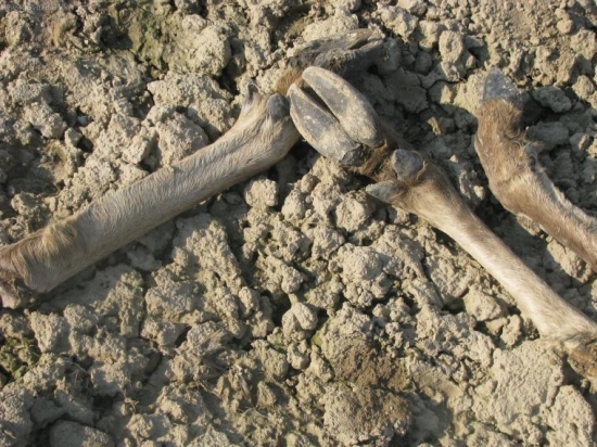 Pytliaci zanechali len toto