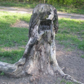 Solisko