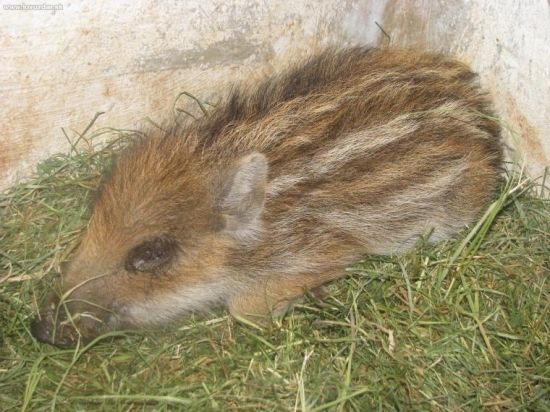 čuňo