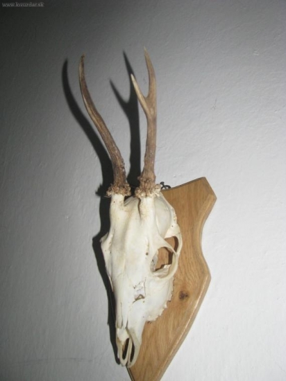 Minuloročný