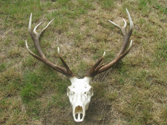 Ruja 2007