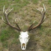Ruja 2007