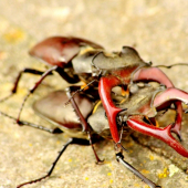Lucanus cervus - Roháč obyčajný