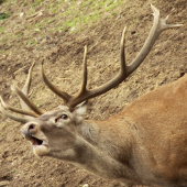 Nikto nečakal ze zaruči pod posedom...