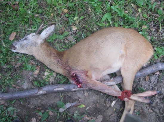 Kamosov-nie  moc presna rana