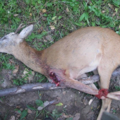 Kamosov-nie  moc presna rana