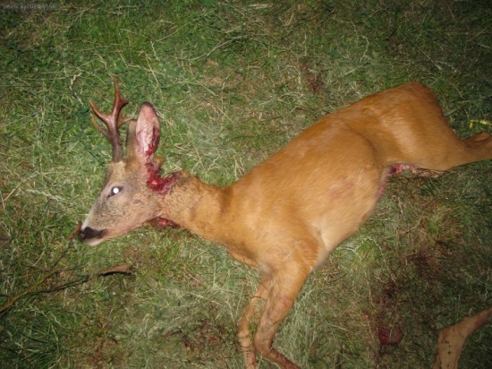 LEN TAK TAK A UZ BY BOLO PO TROFEJI