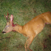 LEN TAK TAK A UZ BY BOLO PO TROFEJI