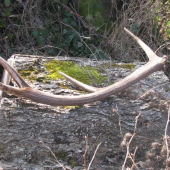 Najnovsi