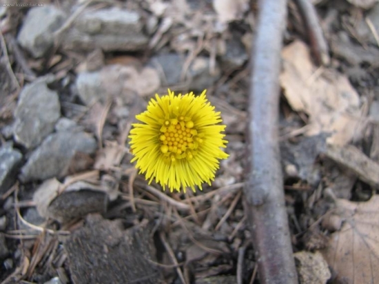 Tussilago farfara - Podbeľ liečivý