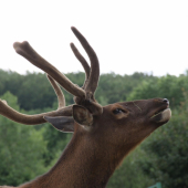 Asi skúša na jeseň...+ rarita