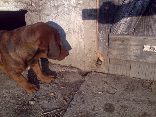 nielen dobry diviaciar ale i potkanaar :)