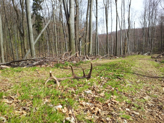 idem si po ceste a co to?!  HEN !!!