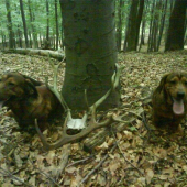 paraaadna vychaadzka