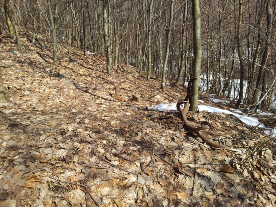 para mladeho 12toraka, nadejny