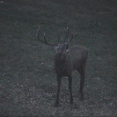 skoro som sa posral ked na mna zarucal :P
