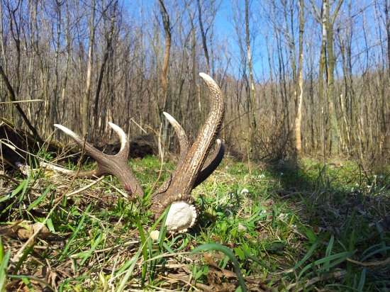zbieram si tak snezienky a co to ?! HEN ! :)