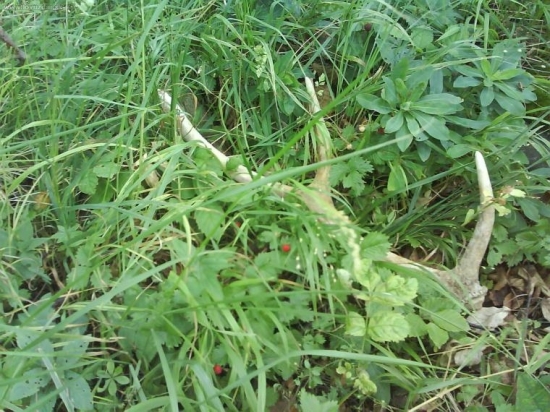 nechali sme ho tam lezat dalej :P