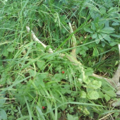 nechali sme ho tam lezat dalej :P