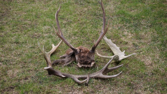 dnesšny deň zhody + úhyn