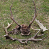 dnesšny deň zhody + úhyn