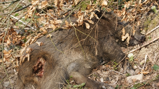 :( dnešny  ale zas len uhyn