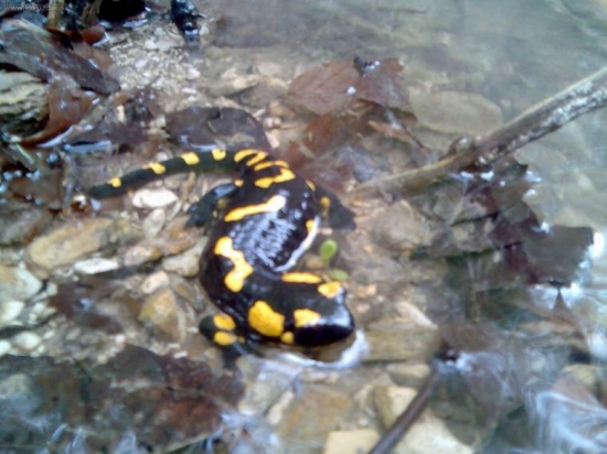 salamandra