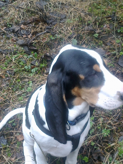 tak  totok je georg oficialne meno (bernsky durič) inak rasa:)