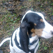 tak  totok je georg oficialne meno (bernsky durič) inak rasa:)