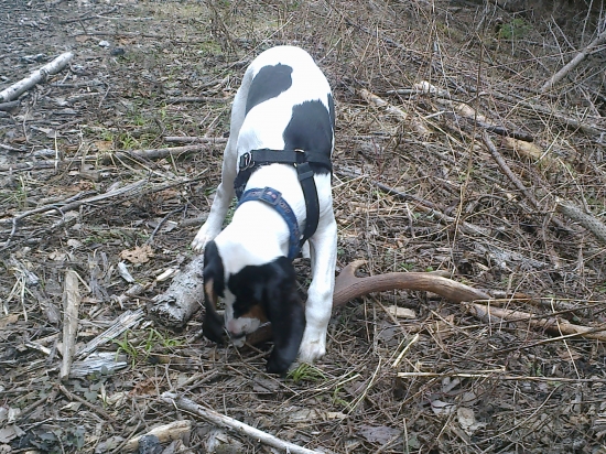 dnešny  pri svažnici štenaťom najdeny