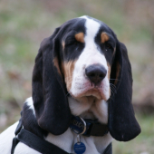georg