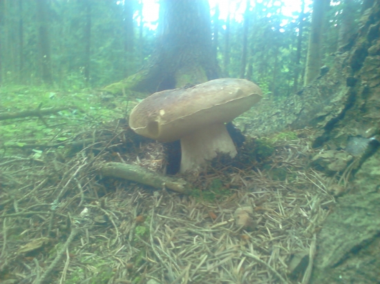 vyhcadzkový dubak:)