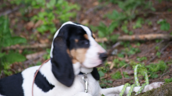 na vychadzke (georg)