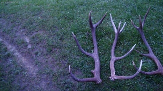 pracovná odmena po celom dni kontroly taúačou:)